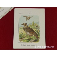 cartes_ornithologiques_par_albert_kull_3