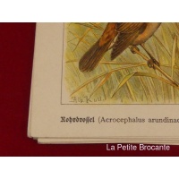 cartes_ornithologiques_par_albert_kull_5